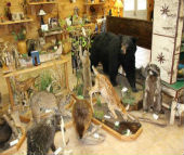 bear taxidermy 5