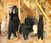 bear taxidermy 6